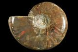 Red Flash Ammonite Fossil - Madagascar #151788-1